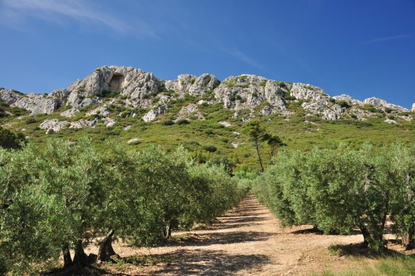 OLIVERAIE DANS LES ALPILLES