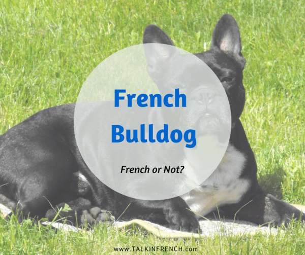 french bulldog FRENCH OR NOT