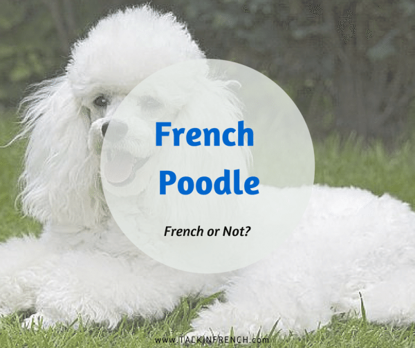 french poodle FRENCH OR NOT