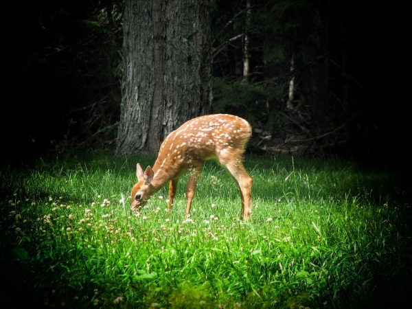 fawn