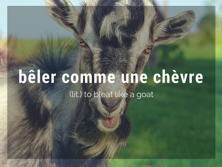 Goatrelated French expressions and meanings Talk in French