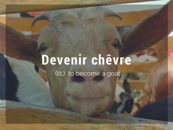 devenir chevre