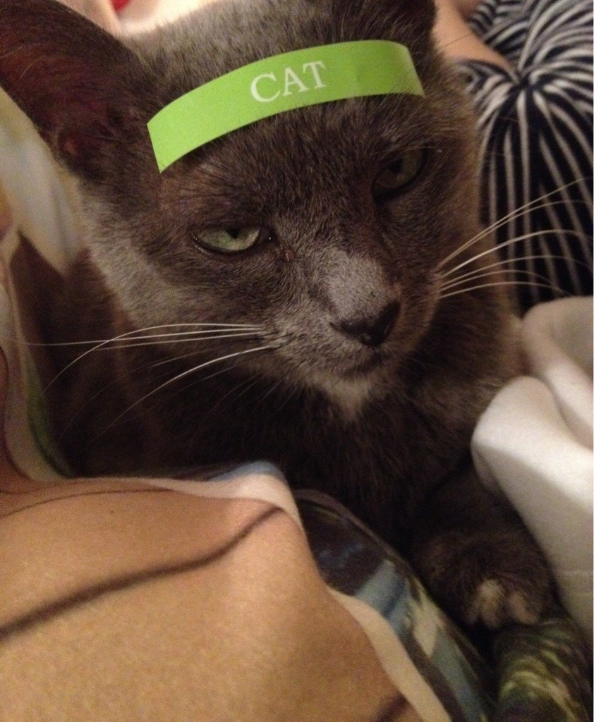 appeler un chat un chat