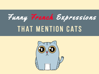 14 French Expressions Featuring Cats