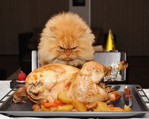 thanksgiving-cats