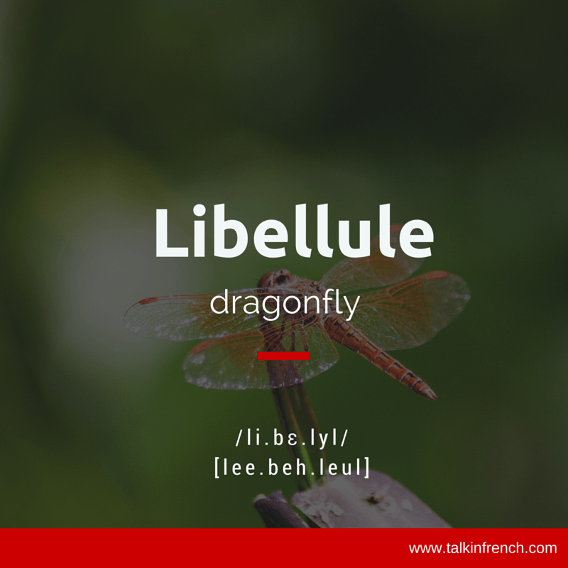 libelulle