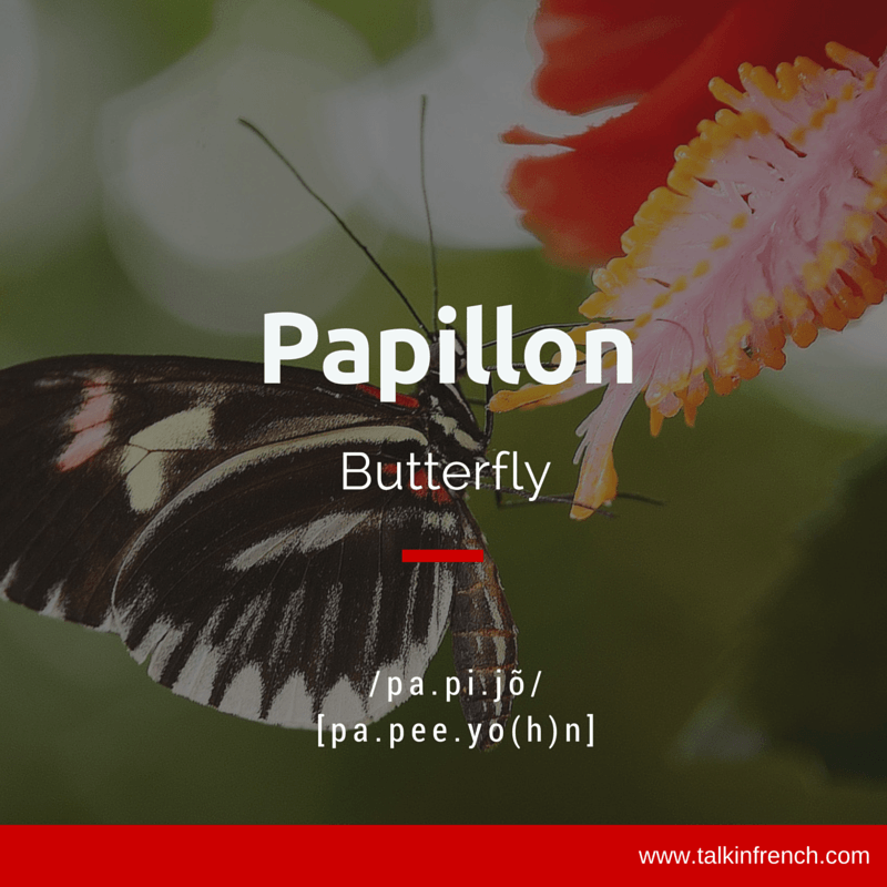 papillon