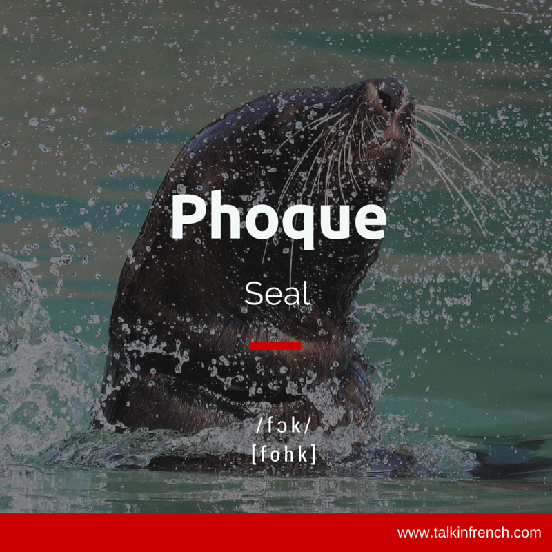 Phoque