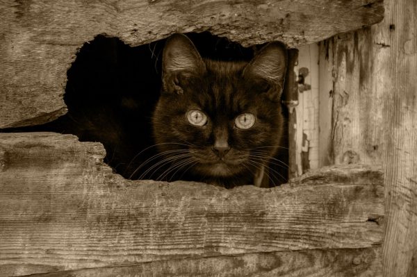 Spooky French English Short Story Le Chat Noir Talk In French